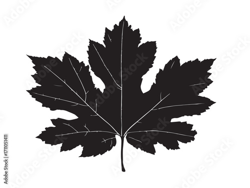 Beautiful sycamore leaf silhouette vector illustration for creative artwork
