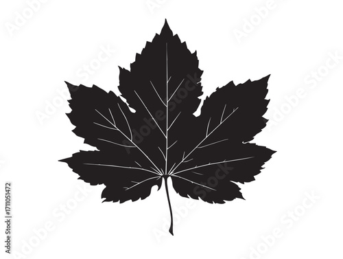 Decorative sycamore leaf silhouette vector illustration with natural style