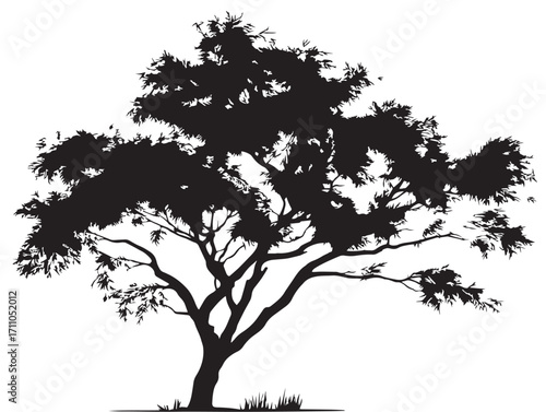 Elegant tamarisk tree silhouette vector illustration with charming details