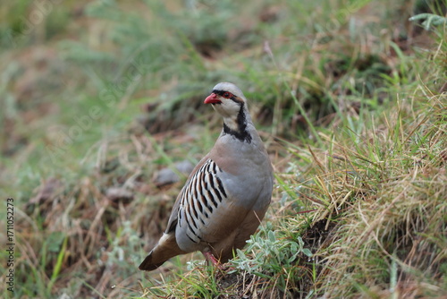 Chukar partridge (Alectoris chukar chukar) is a Palearctic upland gamebird in the pheasant family Phasianidae. This photo was taken in Northwest India.