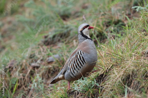 Chukar partridge (Alectoris chukar chukar) is a Palearctic upland gamebird in the pheasant family Phasianidae. This photo was taken in Northwest India.