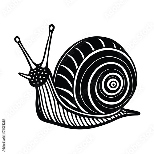Snail illustration: A detailed black and white line illustration of a snail, emphasizing the spiral shell and the snail's graceful form, this artwork is suitable for print, design projects.