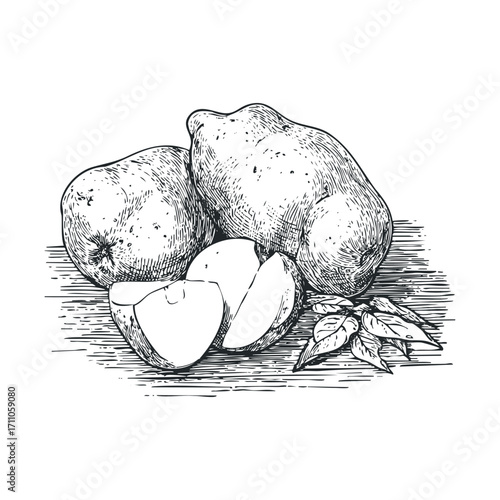 Fresh apples and pears arranged with leaves for healthy eating. Vector hand drawn illustration


