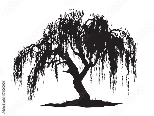 Elegant willow tree silhouette with beautifully drooping branches  