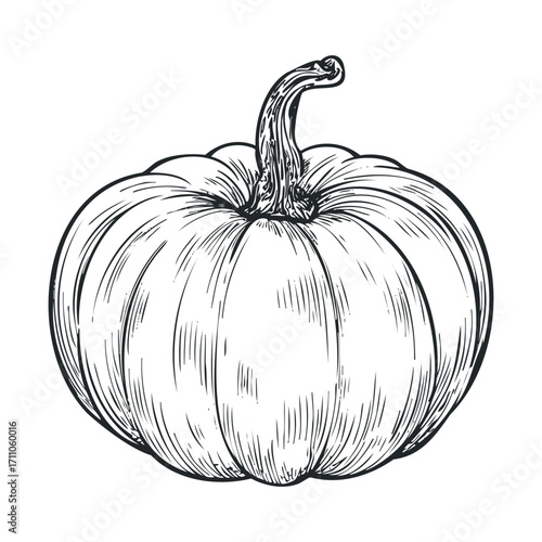 Detailed sketch of a pumpkin symbolizing autumn harvest season