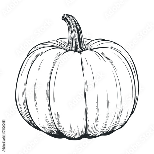 Detailed sketch of a pumpkin for autumn celebrations and decor. Vector hand drawn illustration

