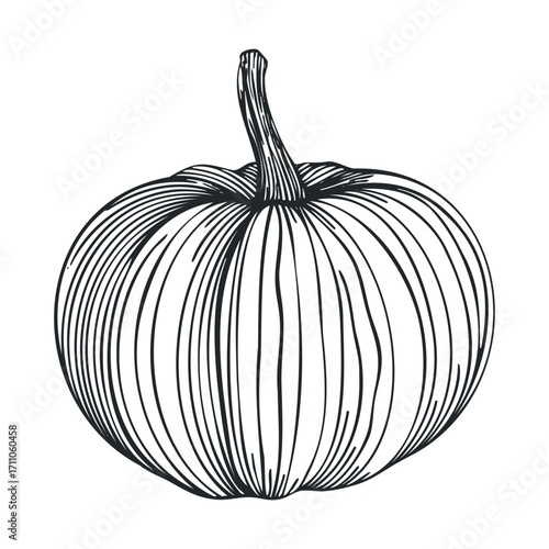 Detailed drawing of a pumpkin showcasing autumn harvest theme