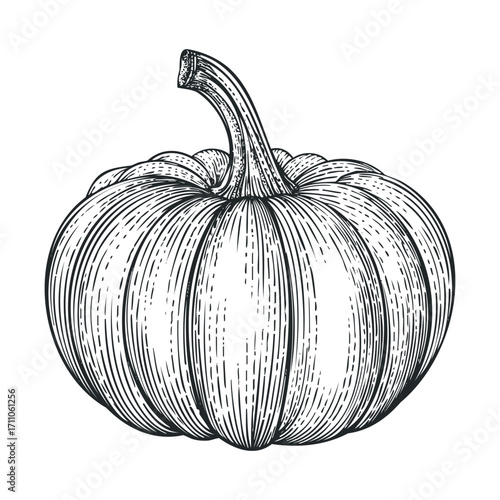 Pumpkin illustration for fall decor and harvest themes. Vector hand drawn illustration

