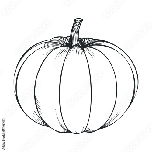 Detailed line drawing of a pumpkin for autumn decoration