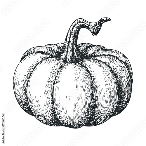 Hand drawn pumpkin illustration for autumn and Halloween decorations. Vector hand drawn illustration

