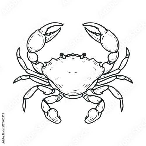 Sketch of a crab highlighting claws and body structure. Vector hand drawn illustration

