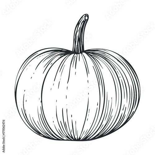 Detailed sketch of a pumpkin for autumn decoration ideas and designs. Vector hand drawn illustration


