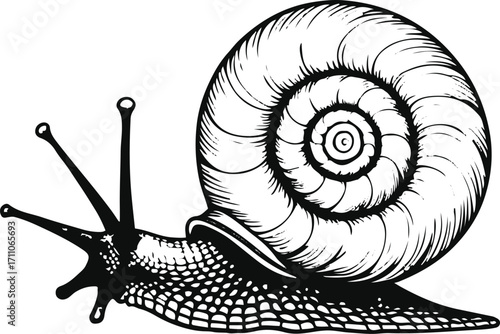 Black bold outline with white background, Minimal line art of snail with spiral shell, slow and calm aesthetic 1.