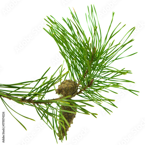 Beautiful fir tree branch with pine cones on transparent, png. Medicinal plants. Forest tree with cones.