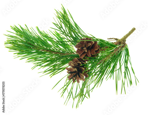 Beautiful fir tree branch with pine cones on transparent, png. Medicinal plants. Forest tree with cones.