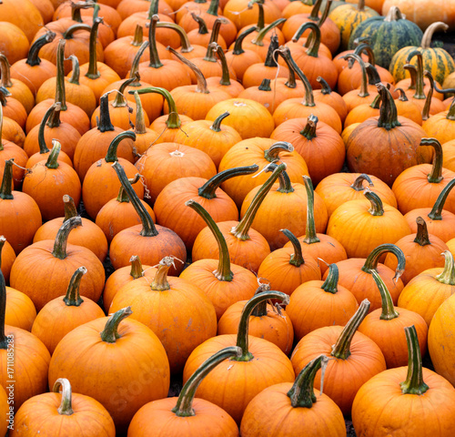pumpkins for sale at the market