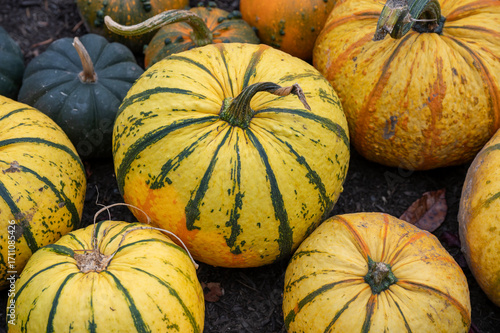 pumpkins on the market