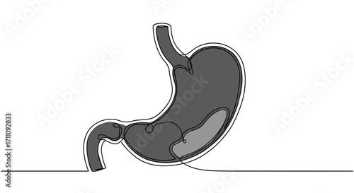 Anatomical illustration of human stomach in line style with transparent background, depicting digestive system structure and function  