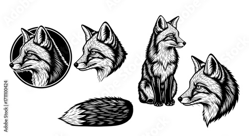 Various fox illustrations in line art style showing different angles and poses of the animal