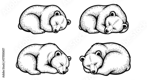 Four sleeping bears illustration with line art style on a white presentation format