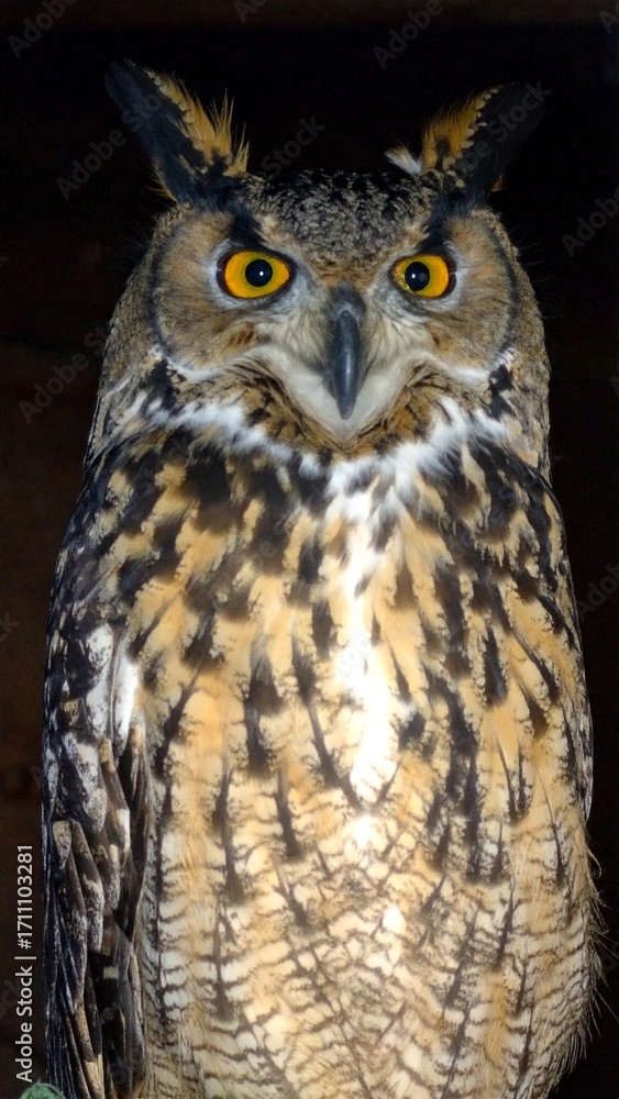 Fototapeta premium Wild Owl with Large Eyes and Feathers Isolated on Dark Background for Bird Animal Object and Nocturnal Wildlife Concept