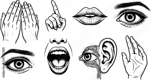Set of human sense organs sketch illustrations showing sight, hearing, touch, and taste in a vintage engraving style