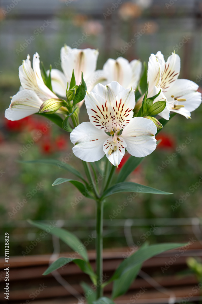 custom made wallpaper toronto digitalPhotograph of white alstroemeria flowers. Alstroemeria flowers in a greenhouse. Growing flowers in greenhouses. Gardening