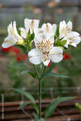 Wallpaper Mural Photograph of white alstroemeria flowers. Alstroemeria flowers in a greenhouse. Growing flowers in greenhouses. Gardening Torontodigital.ca