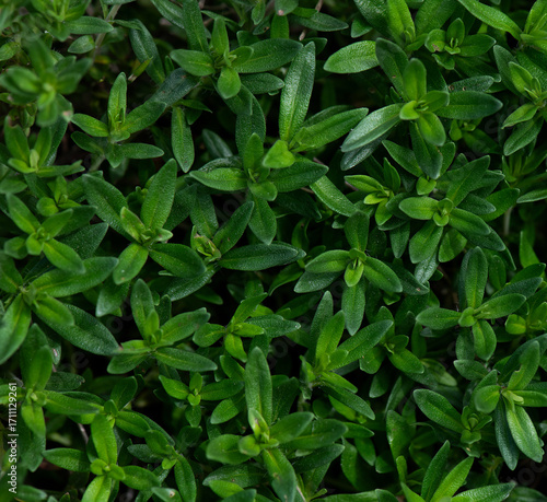 Wallpaper Mural Young green sprouts of thyme. Gardening, Herbs and spices background, Top view, selective focus. Torontodigital.ca