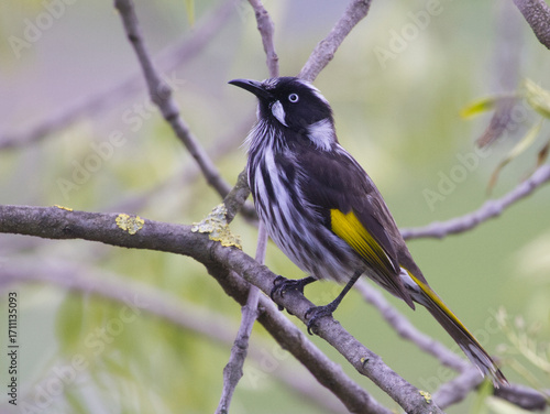 New Holland honey eater perched on branch, Victoria, Australia