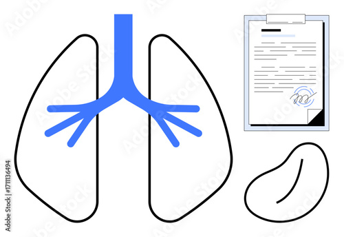 Lungs with blue airway, document with medical notes, and kidney outline. Ideal for healthcare, anatomy education, diagnostics, organ health, respiratory system, kidneys simple flat metaphor
