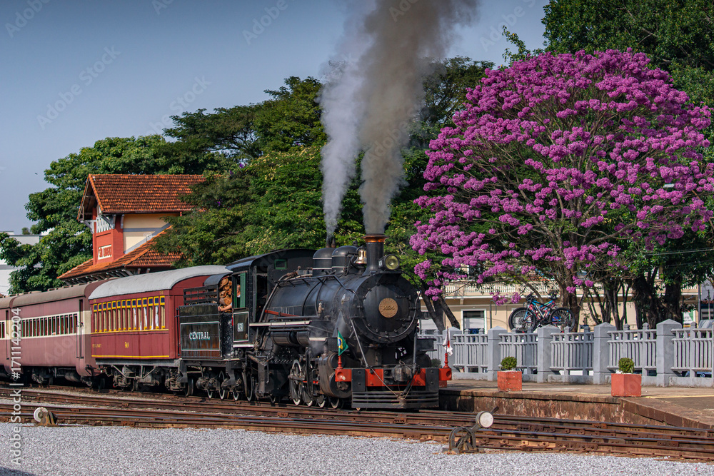 Obraz premium The tran and the purple ipê