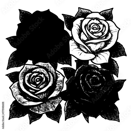 black and white rose
