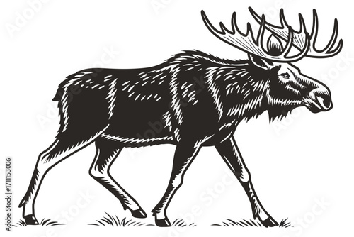 Moose Silhouette – Realistic Vector Illustration with Large Antlers, Isolated on Transparent Background