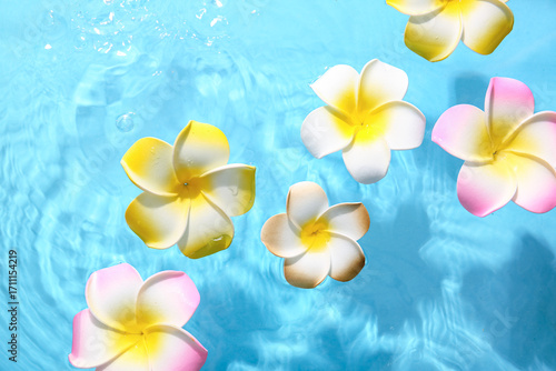 Beautiful plumeria flowers ...