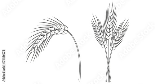 Delicate line drawings of ripe wheat stalks, symbolizing harvest and natural bounty.