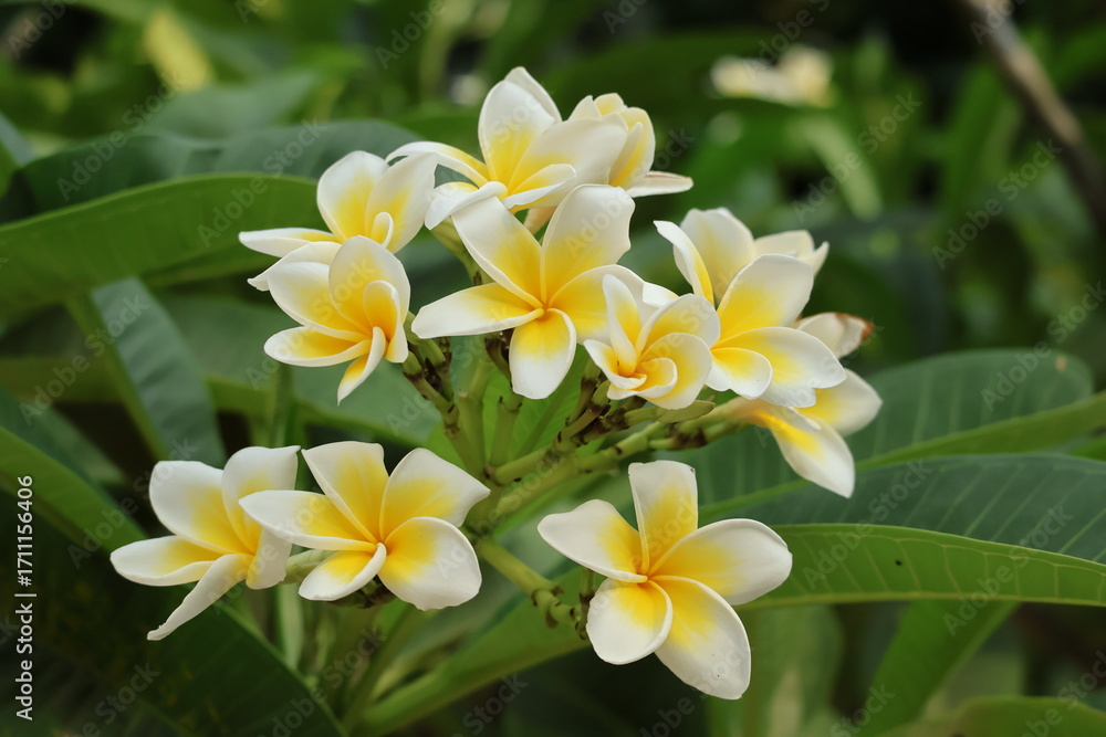 Obraz premium frangipani plumeria flower