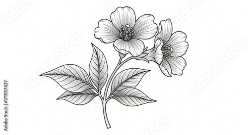 Delicate hand-drawn sketch of blooming jasmine flowers with detailed leaves on a white background