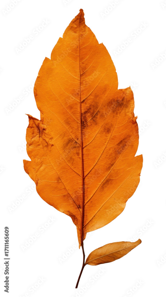 Fototapeta premium PNG Leaf plant tree fragility.