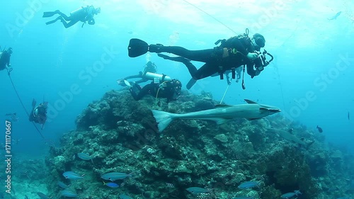 Wallpaper Mural Explore the vibrant underwater ecosystem of Beqa Lagoon in Fiji. Witness divers feeding sharks in their natural habitat along the beautiful reef, an amazing South Pacific Ocean encounter. Torontodigital.ca
