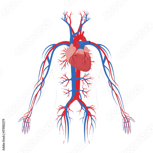 Vintage-style illustration of a human heart with red and blue blood vessels on a white background.