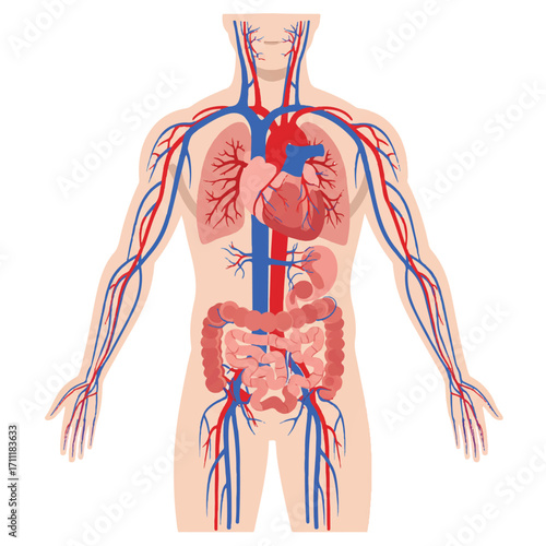 Vintage-style illustration of a human body with visible circulatory system and internal organs on a white background.