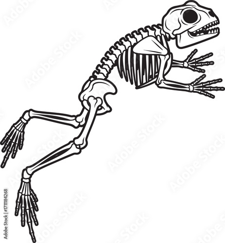 A black-and-white line drawing depicts a frog skeleton in a dynamic leaping pose.