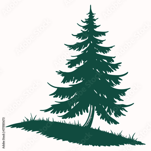 Silhouette of a tall evergreen pine tree casting a shadow on grass