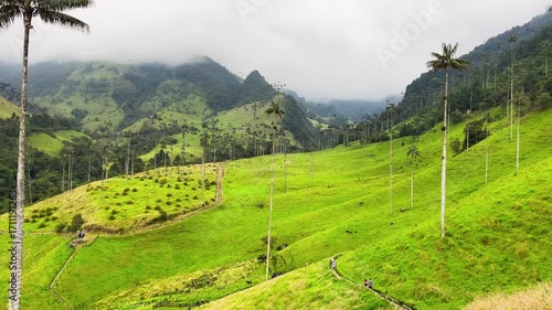 Panoramic view of tall wax palms under cloudy sky in Valle de Cocora, Colombia