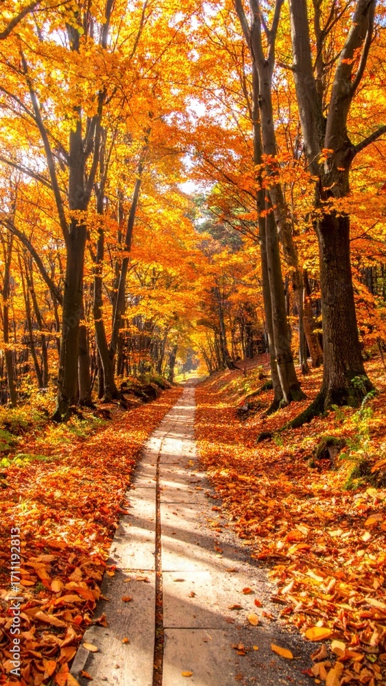 Obraz premium Serene Autumn Pathway with Vibrant Orange and Yellow Foliage