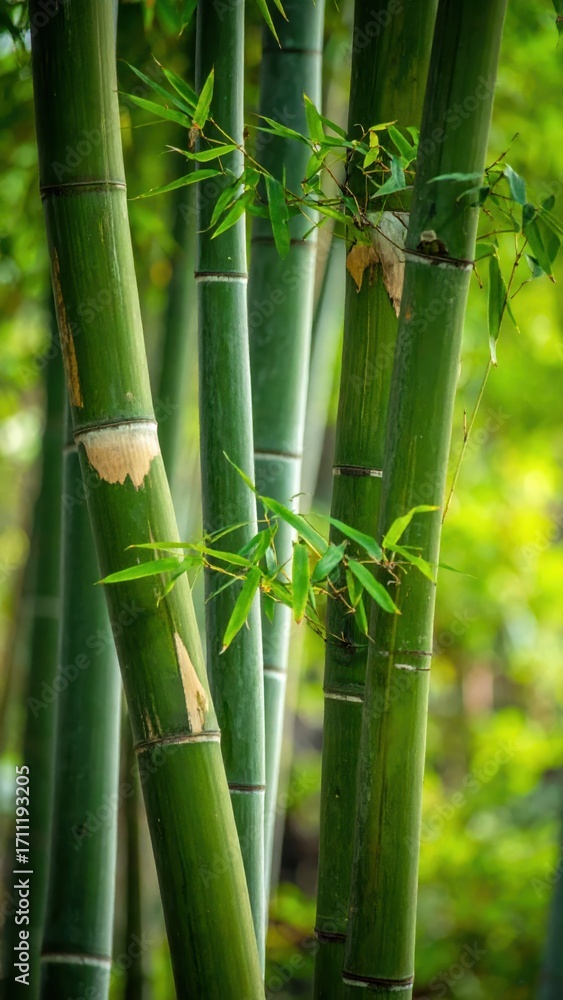 Obraz premium Lush Green Bamboo Stems with Vivid Green Leaves in Nature Setting
