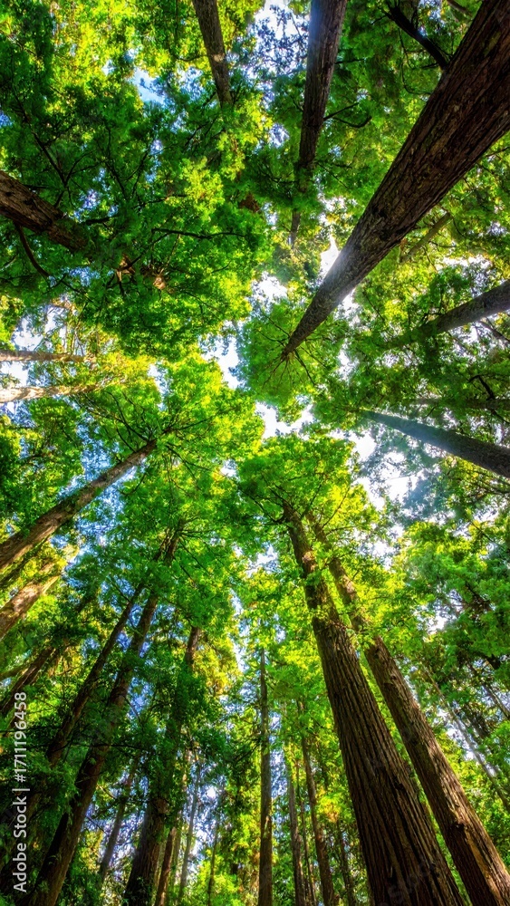 Fototapeta premium Majestic Redwood Trees Reaching Towards Blue Sky in Lush Forest