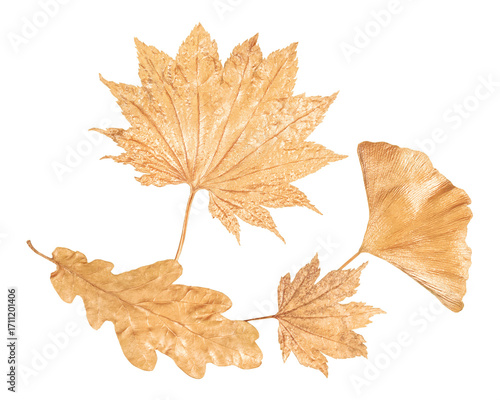 Golden colored leaves isolated