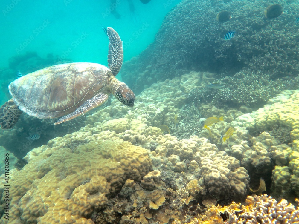 Fototapeta premium 海亀